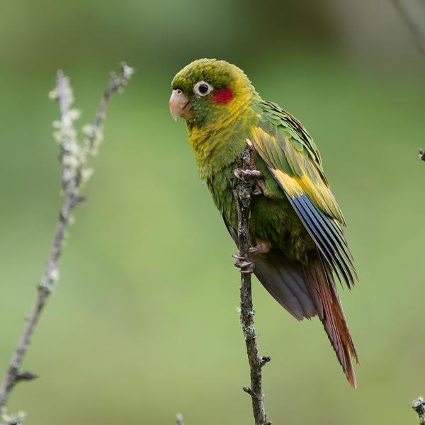 <h3><a href="/trips/costa-rica/biota/animalia/chordata/aves/027 psittaciformes/003 psittacidae/pyrrhura hoffmanni/pyrrhura hoffmanni-nl.html">Pyrrhura&nbsp;hoffmanni</a> / Sulphur‑winged&nbsp;parakeet / Hoffmanns&nbsp;parkiet</h3>OM-1 Mark II met OLYMPUS M.150-400mm F4.5 TC, 1/800 sec  bij F5.6, ISO 2500, afstand 15.5&nbsp;m